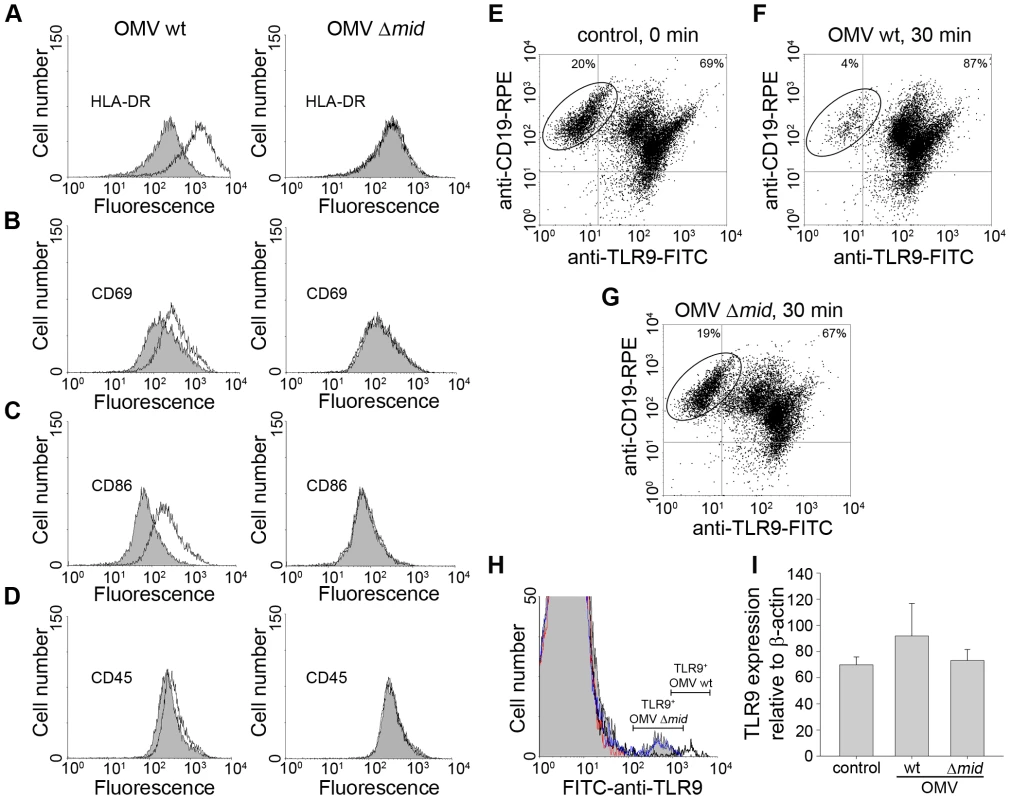 OMV cause up-regulation of B cell surface markers.
