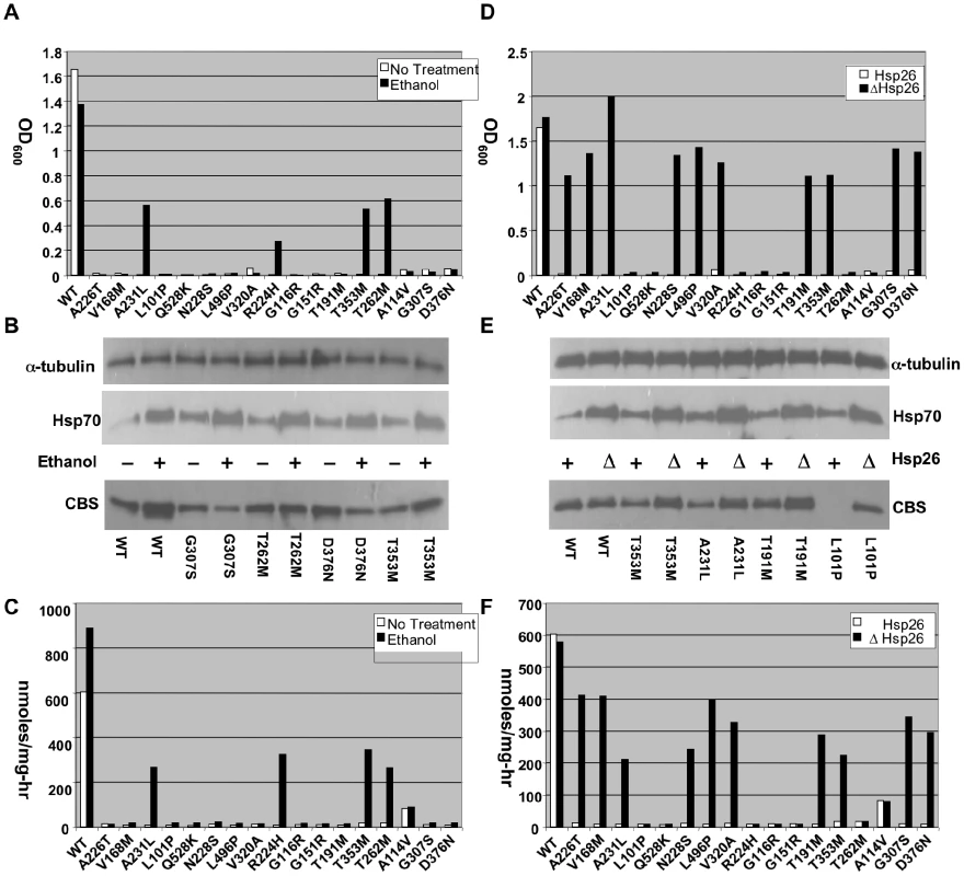 Functional rescue of mutant CBS by ethanol and <i>hsp26Δ</i>.