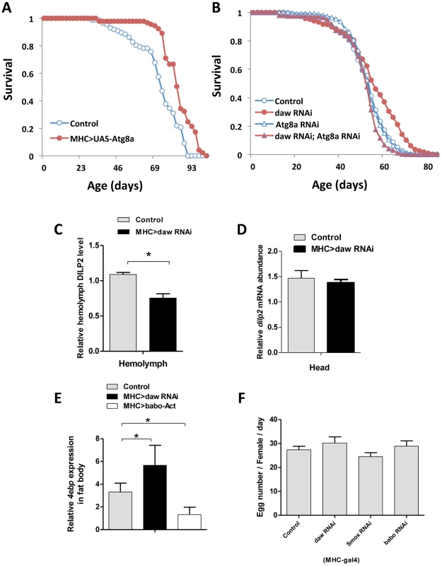 Muscle Activin signaling regulates longevity through <i>Atg8a</i> and remotely controls brain insulin secretion.