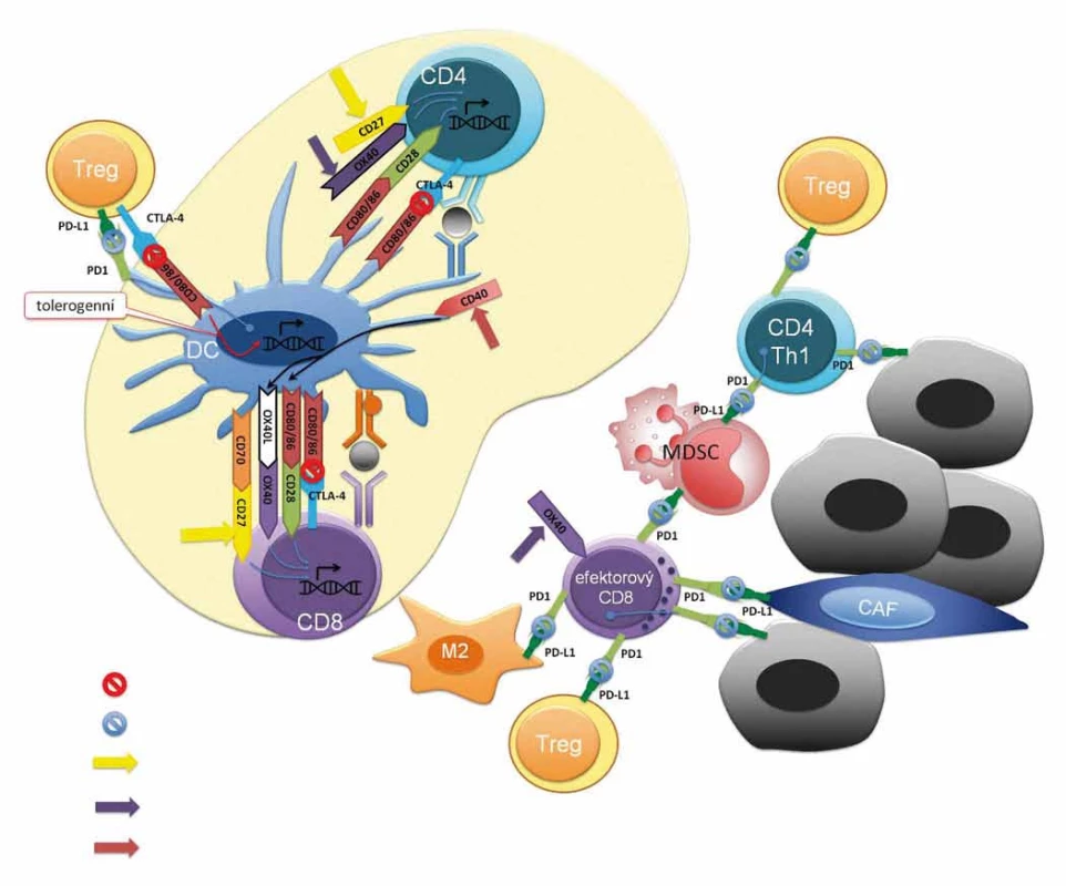Imunomodulační mechanizmy checkpoint inhibitorů v sekundárních lymfatických orgánech a nádorovém mikroprostředí.
CTLA-4 (CD152) je exprimována na T lymfocytech a slouží k supresi imunitní reakce. CTLA-4 kompetuje s aktivační molekulou CD28 o vazbu s kostimulačním komplexem dendritických buněk CD80/CD86. Vazba CTLA-4 a CD80/CD86 vede k navození tolerogenní/imunosupresivní signalizace v dendritických buňkách vedoucí k produkci imunosupresivních působků např. TGF-β či IDO. Terapeutické protilátky interferující s vazbou CTLA-4 a CD80/CD86 jsou ipilimumab a tremelimumab. Imunosupresivní systém PD-1/PD-L1 se uplatňuje v potlačení funkce efektorových T lymfocytů v místě zánětu [52]. Povrchová molekula PD-1 (CD279) je exptrimována T, B lymfocyty, NK buňkami, dendritickými buňkami, monocyty. Vazba PD-L1 (CD274) či PD-L2 (CD275) na PD-1 vede ke snížení produkce cytokinů a proliferace a navození apoptózy PD-1<sup>+</sup> buněk. PD-L1 je exprimován řadou buněk vč. maligních buněk, fibroblastů asociovaných s nádorem, T regulačních lymfocytů, myeloidních supresorových buněk MDSC či M2 s nádorem asociovaných makrofágů. Terapeuticky se využívá blokace PD-1/PD-L1 vazby, jak prostřednictvím anti-PD-1 mAb (nivolumab, pembrolizumab) tak anti-PD-L1 protilátek (avelumab, atezolizumab, durvalumab). CD27 je stimulační molekula na povrchu T lymfocytů, jejíž interakce s CD70 APC přispívá k antigen-dependentní klonální expanzi a získání efektorových funkcí T lymfocytů. Předmětem klinického hodnocení aktuálně časných fázi je agonista CD27 varlilumab. Signální molekula OX-40 je exprimována na efektorových T lymfocytech. Interakce OX-40 a OX-40L exprimovaného zralými dendritickými buňkami vede k signalizaci důležité pro přežití efektorových T lymfocytů a tvorbu a reaktiveci paměťových T lymfocytů. Na stimulaci OX-40 cílí agonistická protilátka anti-OX-40 či fúzní protein imunoglobulinu a OX-40L; v současnosti v klinických hodnoceních časných fází. CD40 je exprimován na APC a na řadě buněk mimo imunitní systém vč. maligních buněk. Aktivace CD40 stimuluje antigen-prezentační schopnosti dendritických buněk např. prostřednictví upregulace ko-stimulačních molekul CD80/CD86 poskytujících 2. signál pro aktivaci T lymfocytů. Mimo to anti-CD40 agonistické protilátky potencují protinádorvou aktivitu makrofágů a navozují ADCC maligních buněk exprimujících CD40 (popsáno především u hematoonkologických malignit). Předmětem klinického hodnocení jsou agonistické anti-CD40 protilátky a rekombinantní CD-40L.