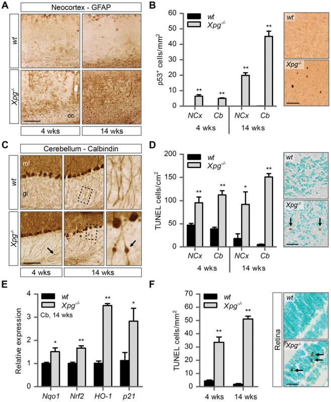 Increased cell death, degeneration and stress responses in post-mitotic tissues of <i>Xpg<sup>−/−</sup></i> mice.