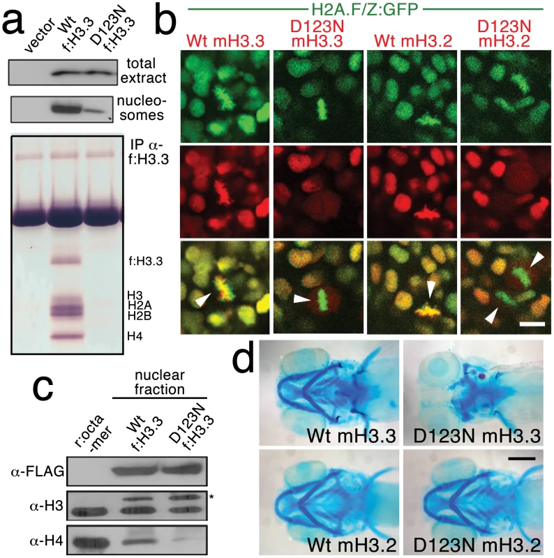 The dominant D123N mutation prevents chromatin incorporation and promotes the formation of aberrant H3 homodimers.