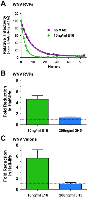 The functional half-life of WNV decreases in the presence of virus-specific antibody.