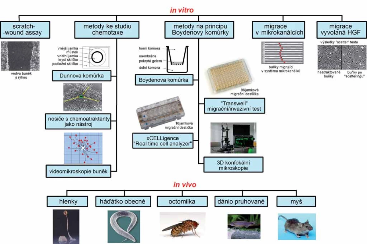 Schéma metod studia buněčné migrace a invazivity.
Celkové schéma všech metod popisovaných v článku, doplněné o vystihující obrázky.