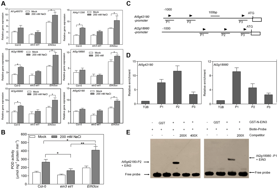 EIN3 increases activity of peroxidases through transcriptional regulation of POD genes directly.