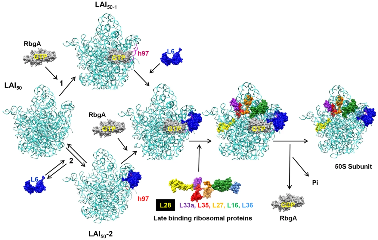 Proposed model for the role of RbgA in promoting late-stage large ribosome subunit assembly.