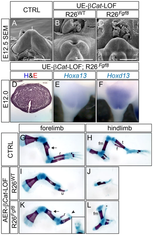 FGF8 rescues appendage reduction in β-catenin-LOF mutants, but not in <i>Shh</i>-KO mutants.