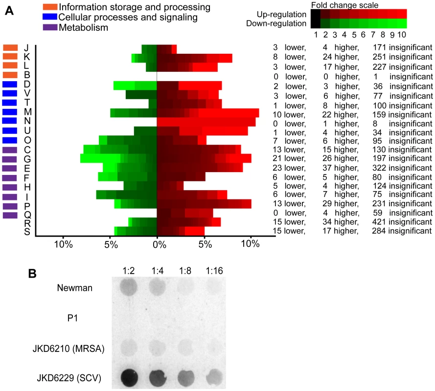 Microarray transcriptional analysis of SCV strain JKD6229 and parental strain JKD6210.