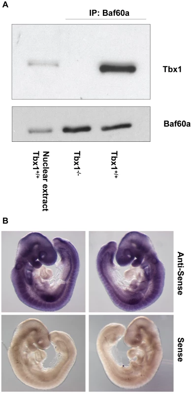 Tbx1 interacts with Baf60a in mouse embryo tissues.