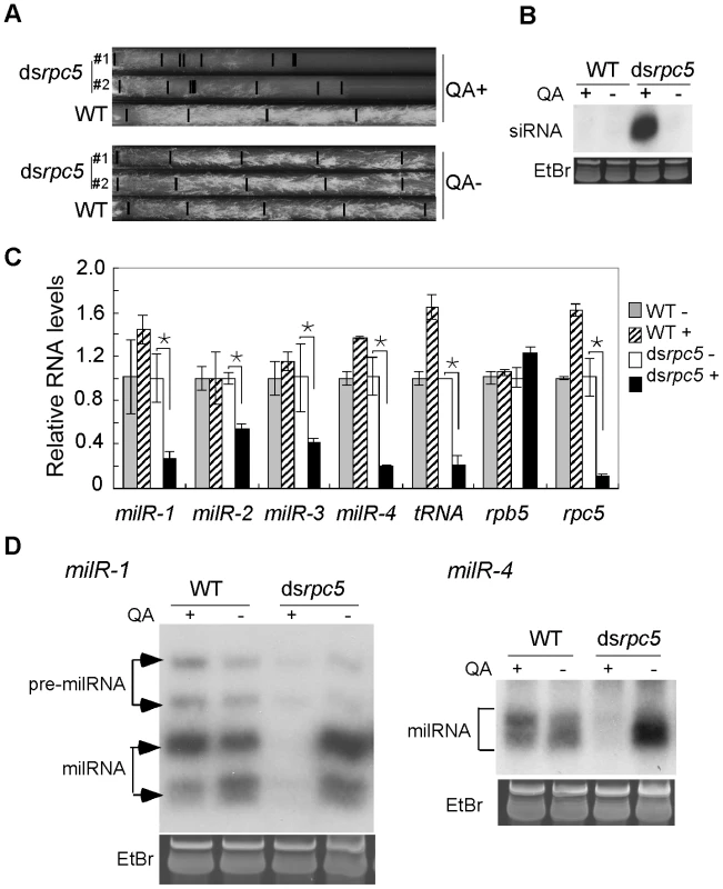 Pol III knockdown results in the reduction of milRNA expression.