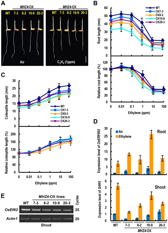 <i>MHZ4</i> overexpression confers enhanced and reduced ethylene responses in roots and coleoptiles, respectively.