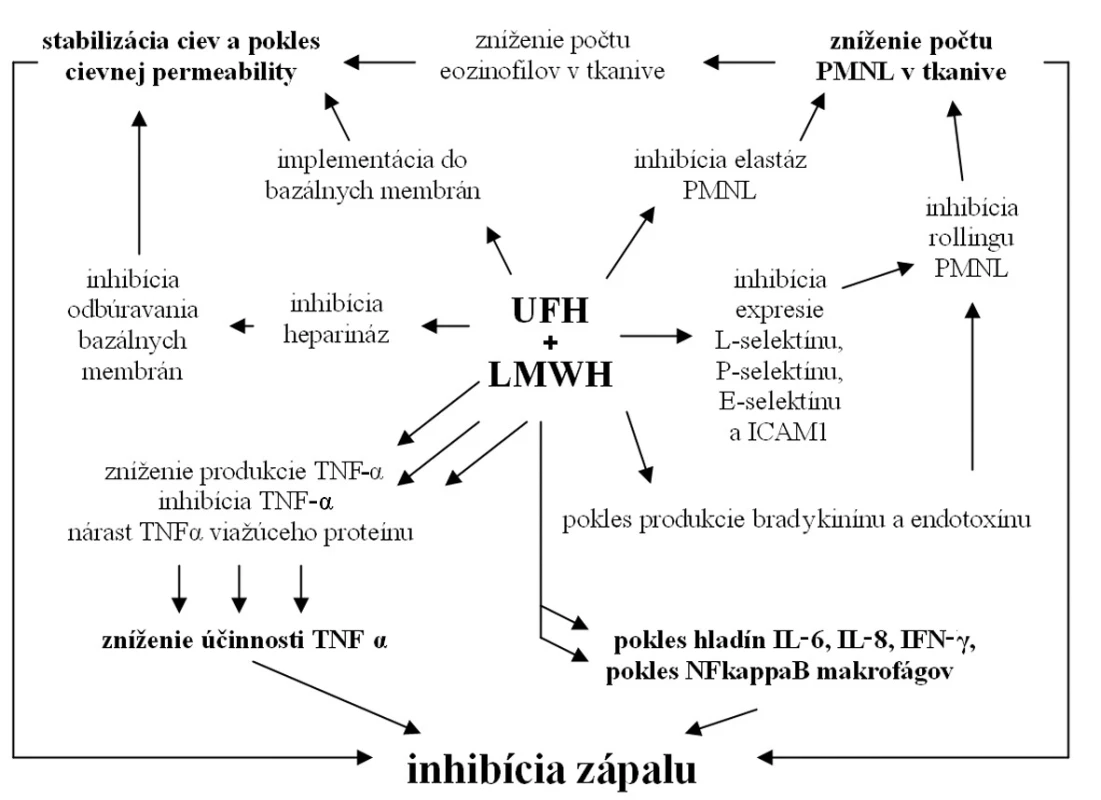 Mechanizmy protizápalového účinku UFH a LMWH
