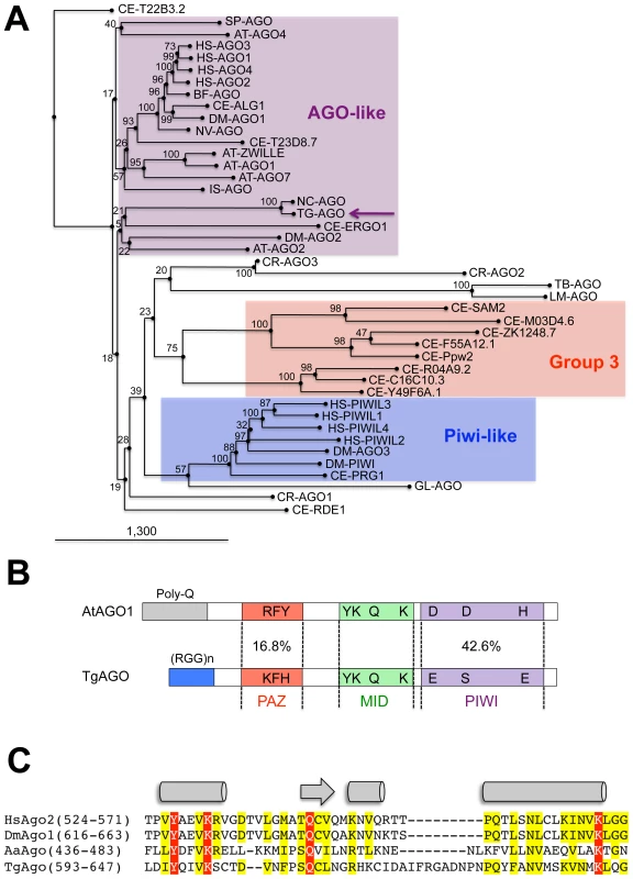 Domain organization and phylogenetic analysis of Argonaute and PIWI proteins.