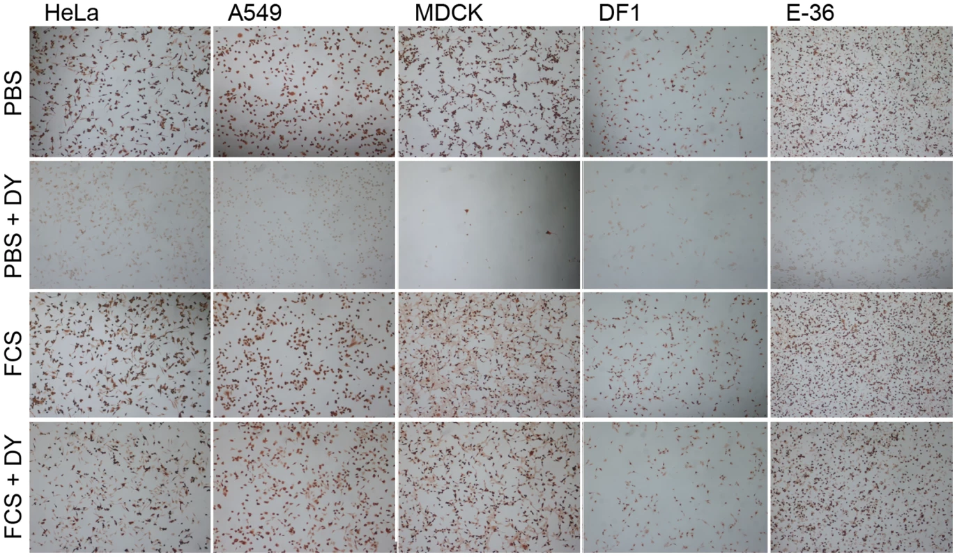 Serum-inducible DYNA-IND IAV entry in different cell types.