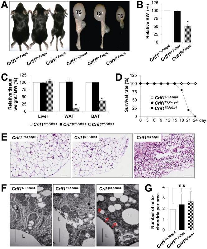 Marked failure of adipose tissue development in <i>Crif1<sup>f/f,Fabp4</sup></i> mice.