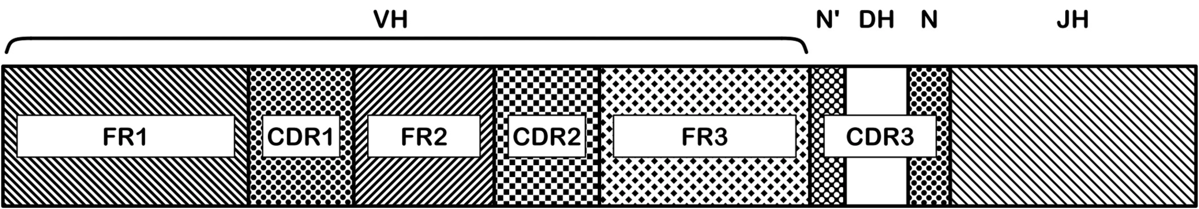 Oblasti genu těžkého řetězce imunoglobulinu.
Na nukleotidové sekvenci přeskupených VDJ subgenů je rozeznáváno několik funkčně významných oblastí: FR1-3 a CDR1-3. Aminokyseliny kódované v CDR (complementarity determining regions) oblastech jsou zodpovědné za vazbu protilátky na antigen, sekvence těchto oblastí má tedy největší význam pro specifitu výsledné protilátky. CDR3 oblast je nejvíce variabilní, zahrnuje D subgen a náhodně včleněné nukleotidy (N, N‘) ve spojích V-D a D-J.