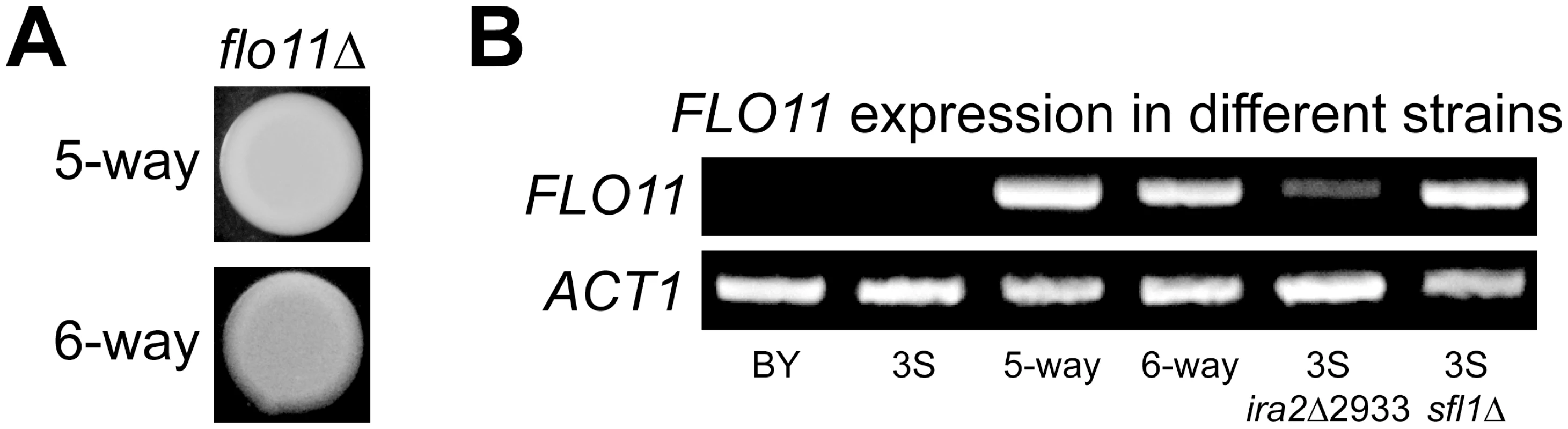 <i>FLO11</i> is required for rough morphology and shows differential expression across genetic backgrounds.
