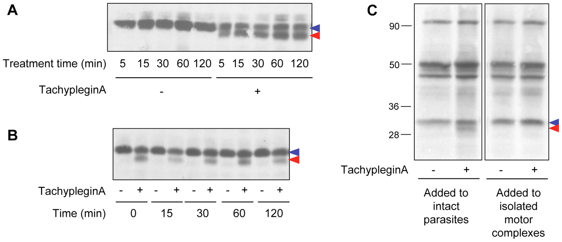 The effect of tachypleginA on TgMLC1 is rapid, irreversible and only occurs in intact parasites.