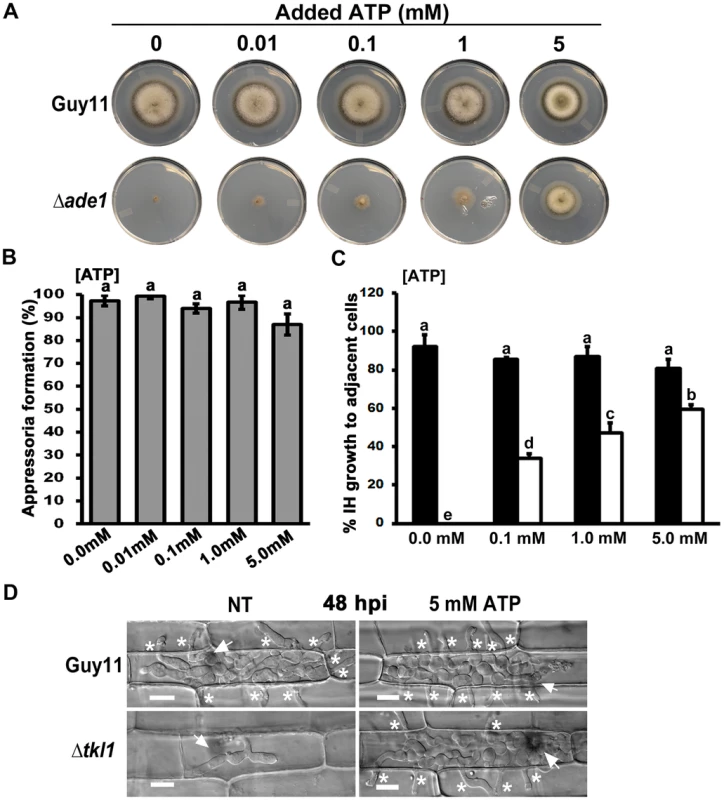 Exogenous ATP promotes biotrophic growth and cell-to-cell movement by Δ<i>tkl1</i> mutant strains.