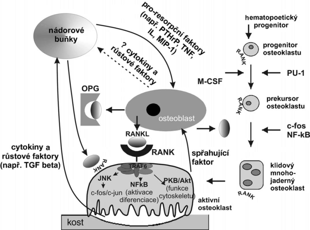 Interakce mezi osteoblasty, osteoklasty a nádorovými buňkami
PTHrP – parathormone related peptide, TNF-α – tumor necrosis
faktor alfa, MIP-1 – makrofágový zánětlivý protein 1 alfa,
OPG – osteoprotegerin, RANK – receptor activating nuclear
factor kappa B, RANKL – ligand pro RANKL,
TGF-β – transformující růstový faktor beta