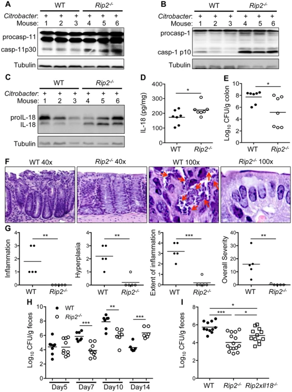 Enhanced inflammasome activation results in protection <i>in vivo</i>.