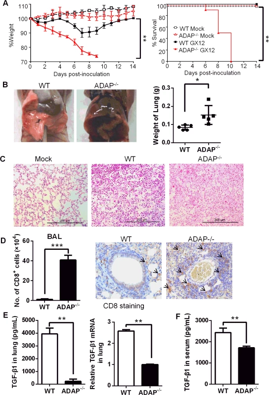 ADAP-/- mice enhanced mortality with reduced TGF-β1 production in response to H5N1 virus infection.