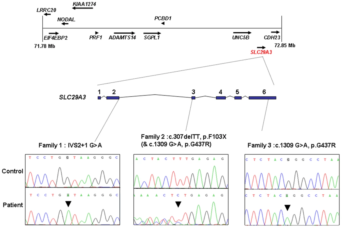 Schematic showing the minimal candidate interval on chromosome 10q22.1, positions of candidate genes taken from the Ensembl genome browser (Build 49), genomic organization of &lt;i&gt;SLC29A3&lt;/i&gt;, and positions of mutations found in the 3 histiocytosis syndrome families.