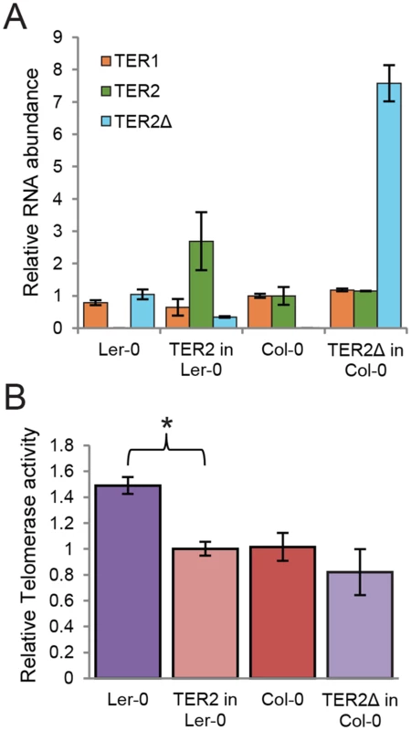 TER2 not TER2Δ represses telomerase activity.