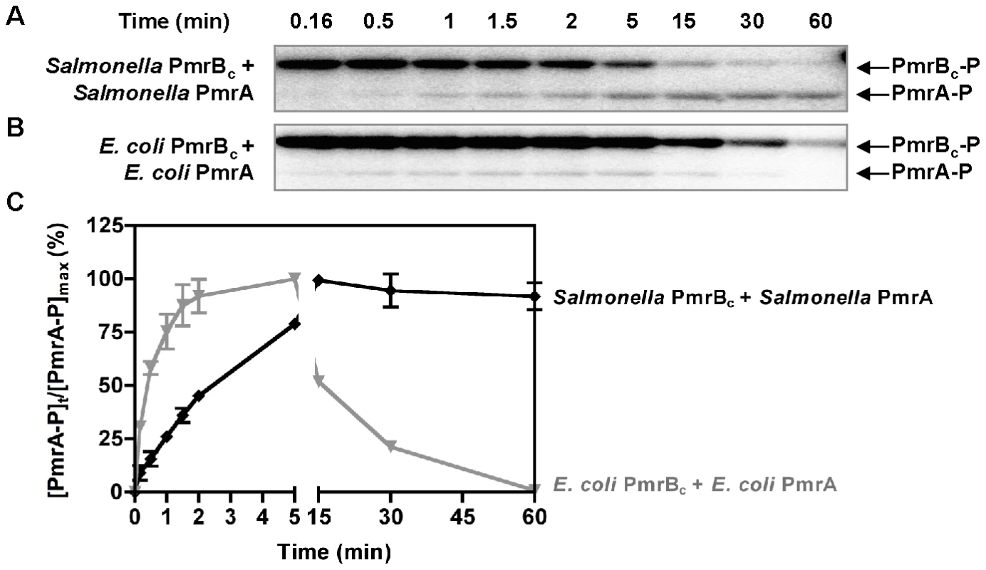 Phosphotransfer profiles reflect differences between the phosphatase activities of the <i>Salmonella</i> and <i>E. coli</i> PmrB<sub>c</sub> proteins.