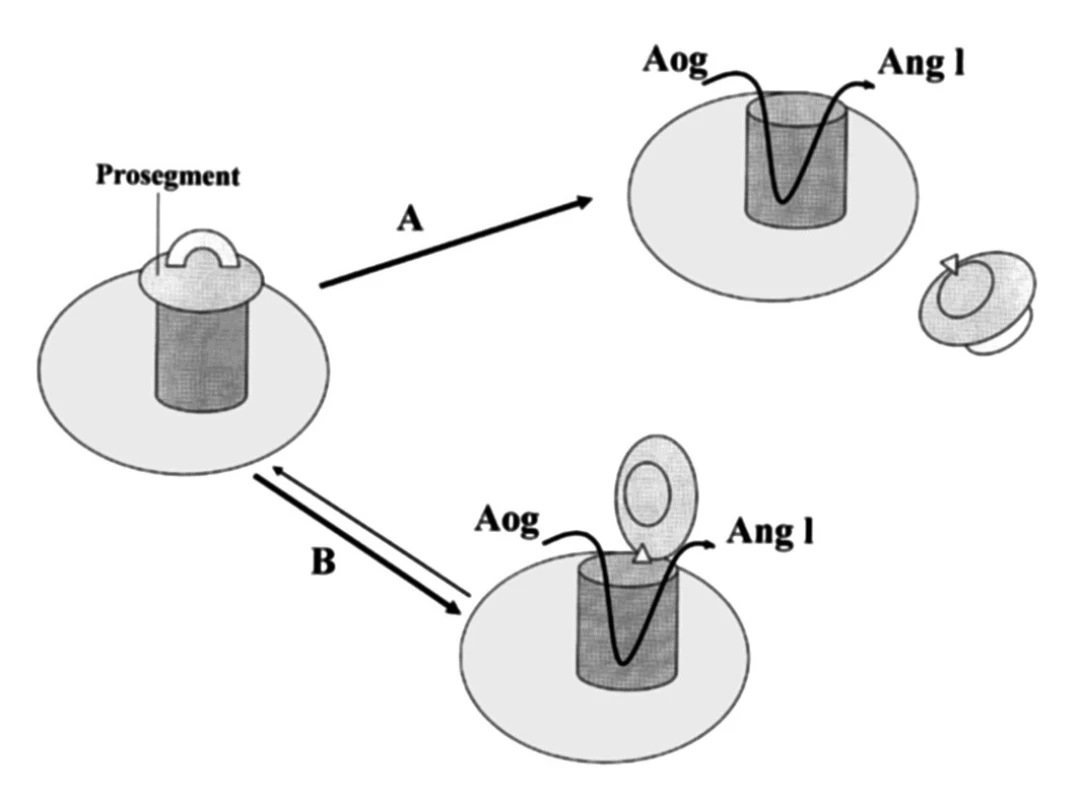 Schematické znázornění proteolytické a non-proteolytické aktivace proreninu (dle 21)
A – proteolytická aktivace, B – non-proteolytická aktivace
Aog – angiotenzinogen, Ang I – angiotenzin I