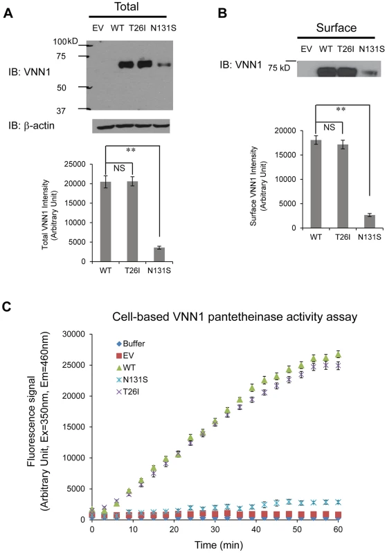 N131S mutation leads to significantly lower total and surface vainin-1 protein and fractional pantetheinase activity compared to WT, whereas T26I does not.