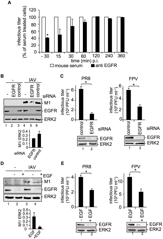 EGFR knock-down impairs efficient uptake of IAV into A549 cells.