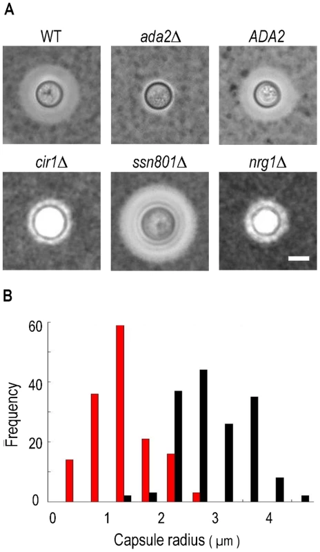 Cells lacking <i>ADA2</i> display reduced capsule size under inducing conditions.