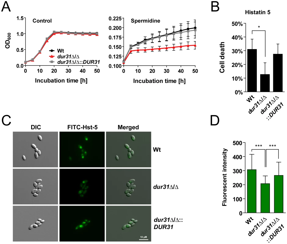 Dur31 mediates both spermidine assimilation and histatin 5 sensitivity.
