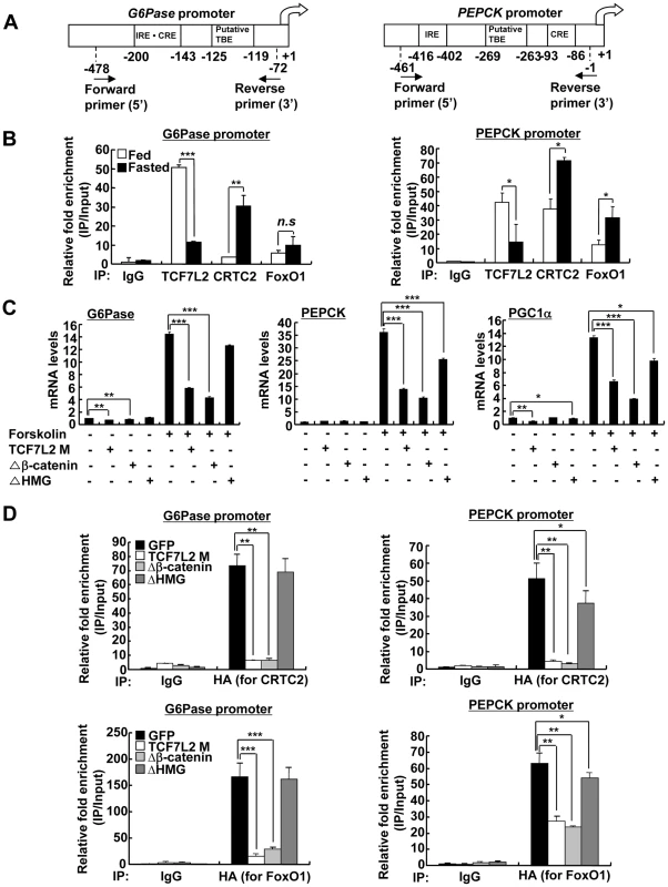Ectopic expression of TCF7L2 inhibits gluconeogenesis at the transcription level.