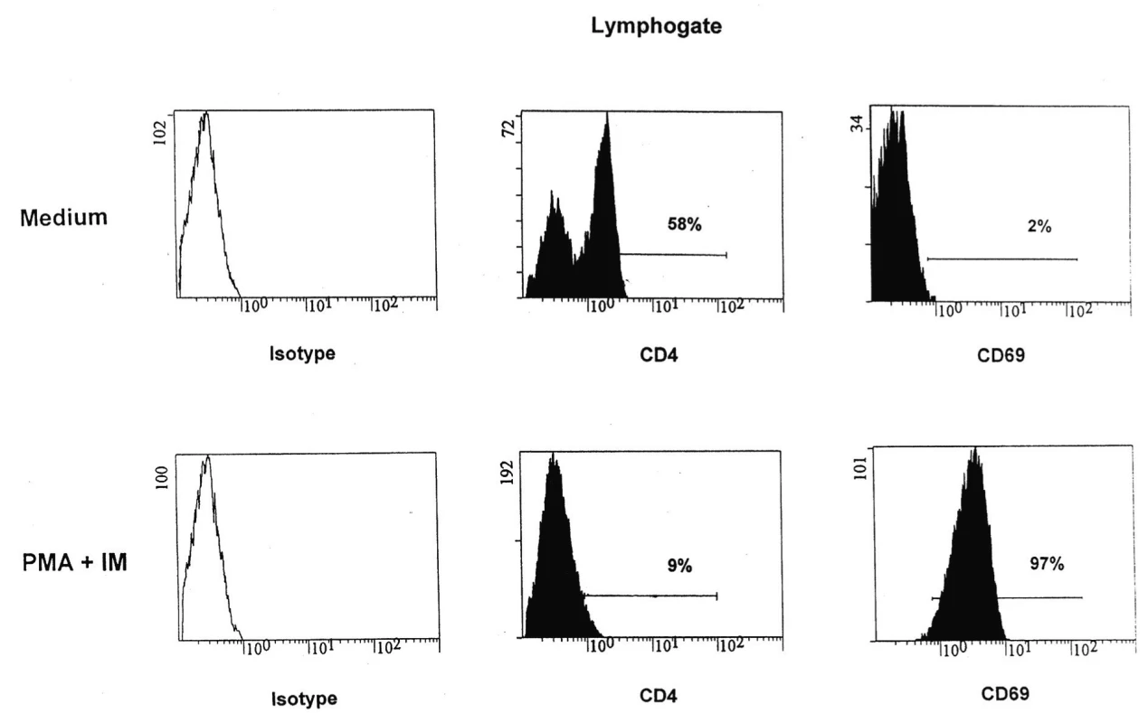 Modulace exprese znaku CD4 na T-lymfocytech po stimulaci PMA plus IM
Fig. 1. Modulation of a CD4 marker expression on T-cells after activation with PMA plus IM