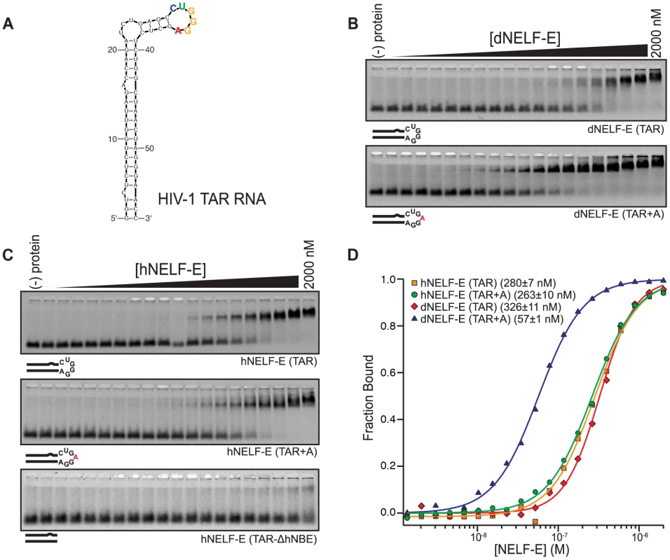 Human and <i>Drosophila</i> NELF-E bind specifically to HIV-1 TAR RNA.