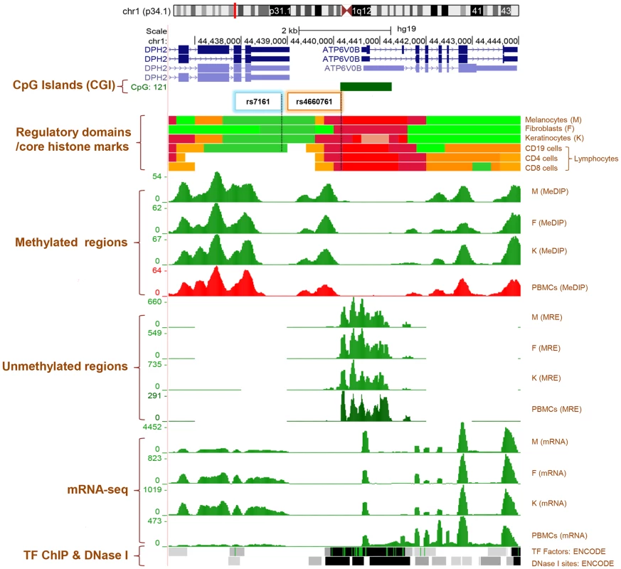Genome Browser (<a href=&quot;http://genome.ucsc.edu/&quot;>http://genome.ucsc.edu/</a>) image of <i>ATPV0B</i> and <i>DPH2</i> gene regions on human assembly hg19 based on NIH Epigenomics Roadmap data and ENCODE data <em class=&quot;ref&quot;>[74]</em>, <em class=&quot;ref&quot;>[76]</em>.