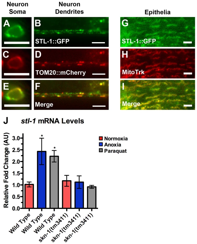 STL-1 resides at mitochondria and is regulated by SKN-1.