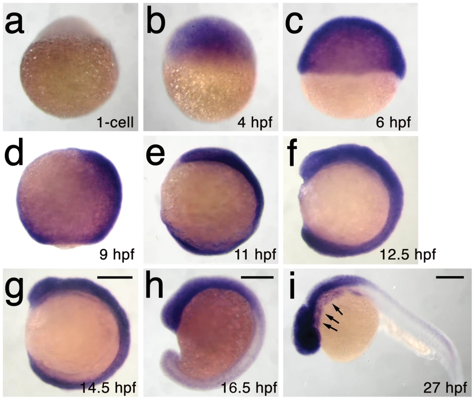 <i>h3f3a</i> is ubiquitously expressed throughout embryogenesis.