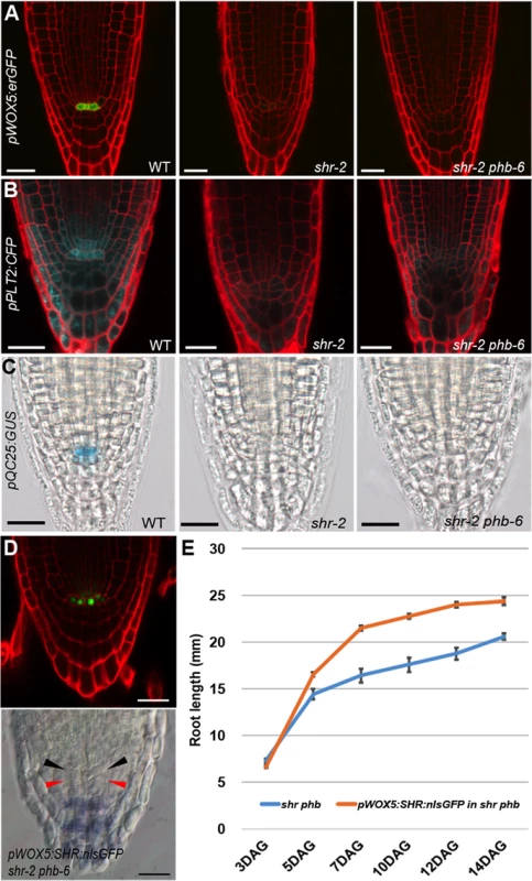 Recovery of root meristem/growth activity in the absence of a functional QC.
