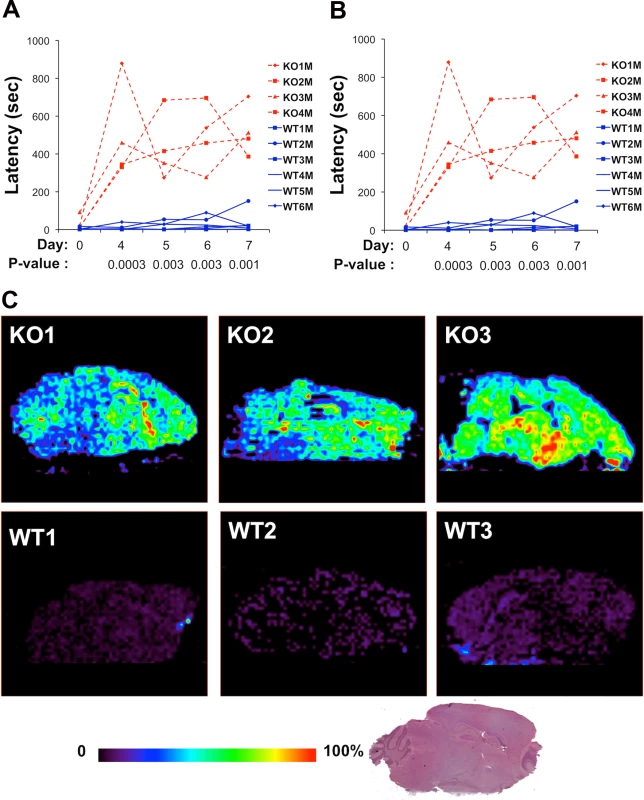 (A, B) <i>Abcb5</i> knockout mice have a prolonged haloperidol-induced latency.