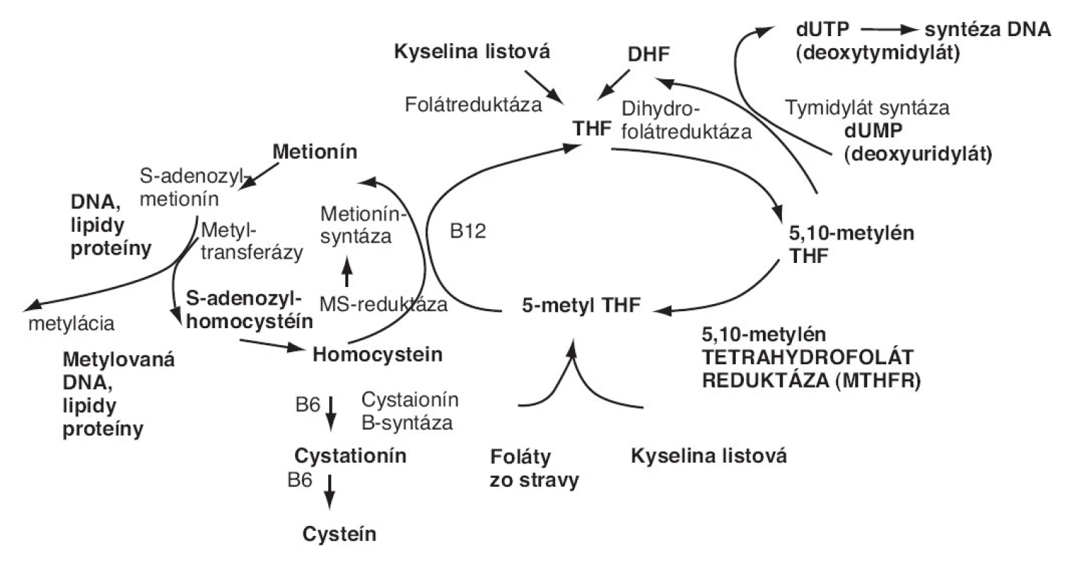 Metabolizmus kyseliny listovej.
THF – tetrahydrofolát – aktívna forma kyseliny listovej [4]