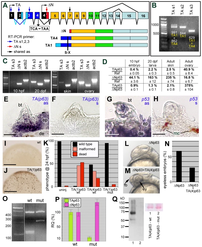 Structure, expression and biological activity of zebrafish TAp63, and molecular features of the mutant hu2525 allele.
