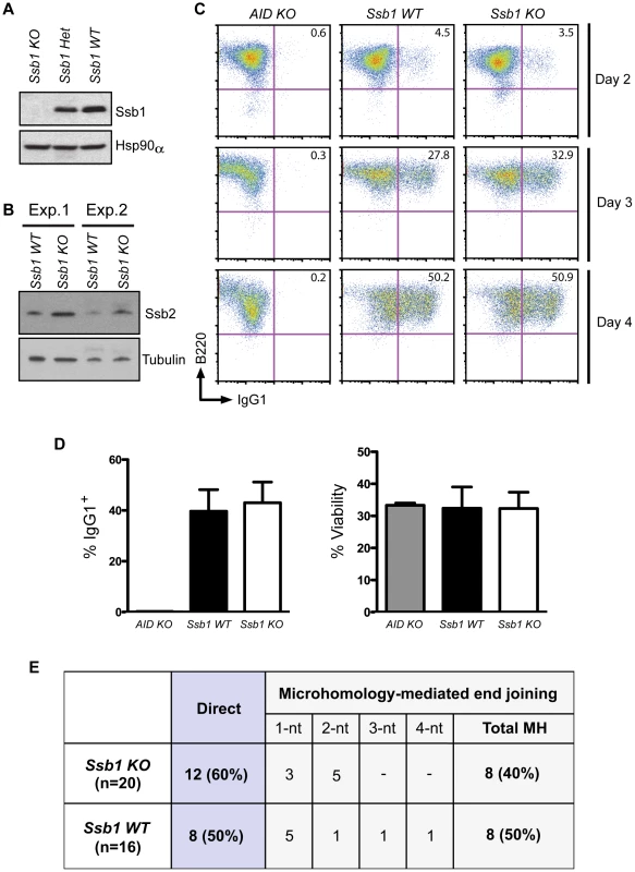 Class switch recombination activity in B-cell specific <i>Ssb1</i>-deleted mice.