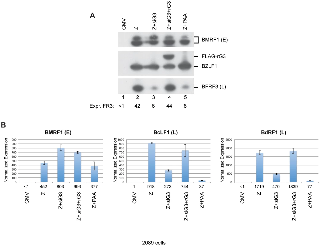Silent mutations in BGLF3 suppress the effect of siG3 on late gene expression.