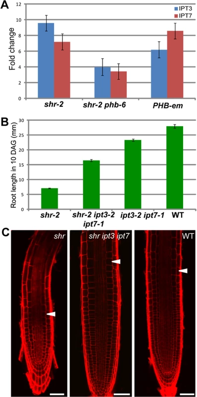 The SHR-PHB pathway controls root growth in a cytokinin-dependent manner (A) Relative mRNA levels of <i>IPT3</i> and <i>IPT7</i> in <i>shr, shr phb</i>, and <i>pWOL:PHB-em:GFP</i><sub><i>NLS</i></sub> (<i>PHB-em</i>) roots.