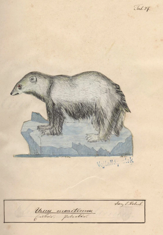 Kresba Františka Holuba ze Zoologického atlasu, který sestavil pro svého syna Emila v letech 1869–1870