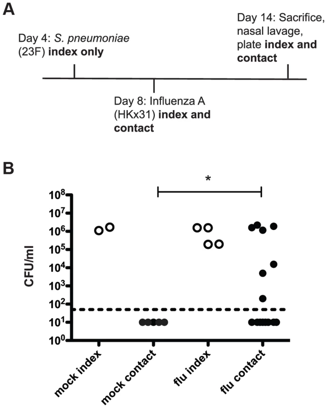 <i>S. pneumoniae</i> is transmitted between hosts in an infant mouse influenza co-infection model.