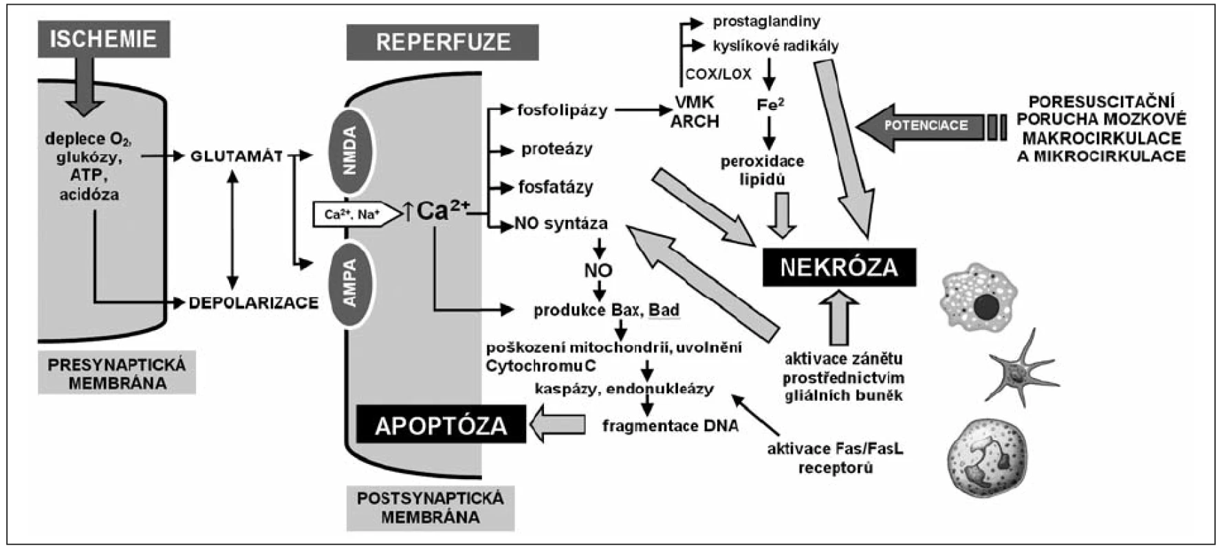 Celulární a subcelulární mechanismy ischemicko-reperfuzního poškození mozku
ATP – adenosintrifosfát, NMDA – N-metyl-D-aspartátový receptor, AMPA – amino-3-hydroxy-5-metylisoxazole-4-propionátový receptor, NO – oxid dusnatý, VMK – volné mastné kyseliny, ARCH – kyselina arachidonová, COX – cyklooxygenáza, LOX – lipooxygenáza, DNA – kyselina deoxyribonukleová